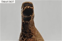 山鷸藏品圖，第8張